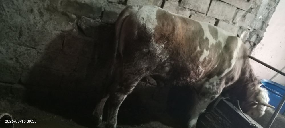 Smental hoʻkiz sotiladi