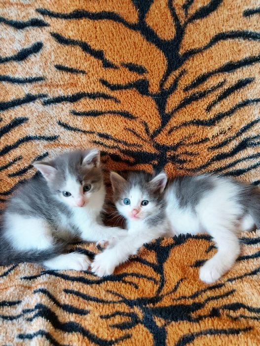 Котята 2 месяца девочка и мальчик