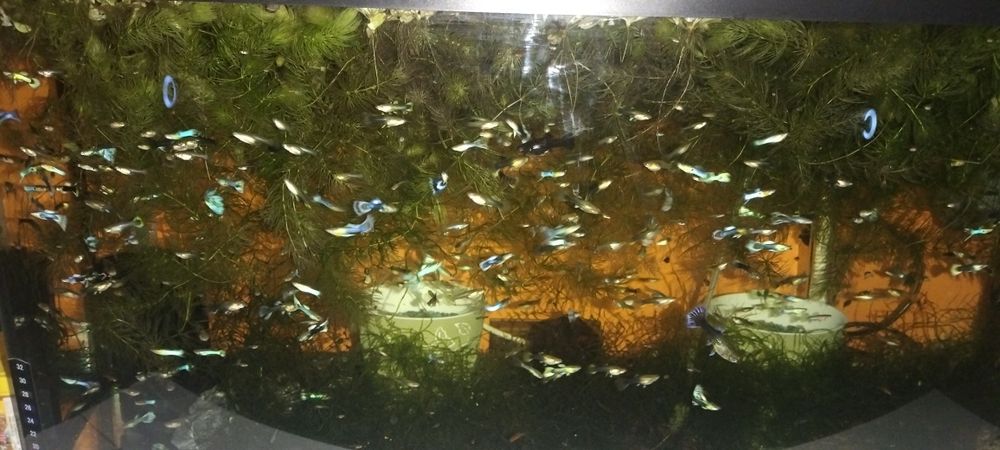 Vând pești de acvariu gupy.moly și xifo