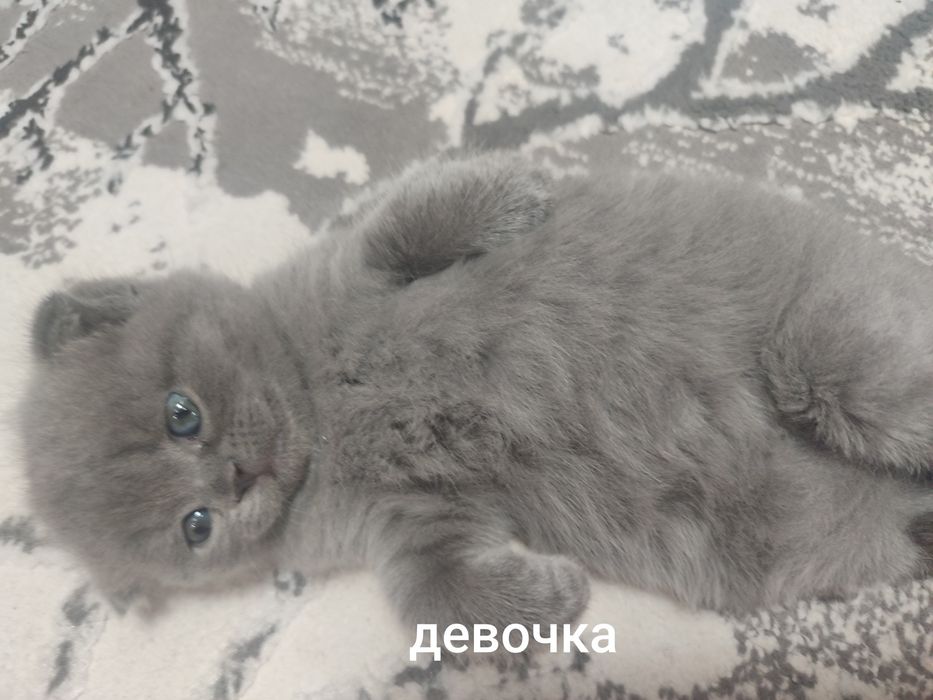 Продается шотландская вислоухая девочка