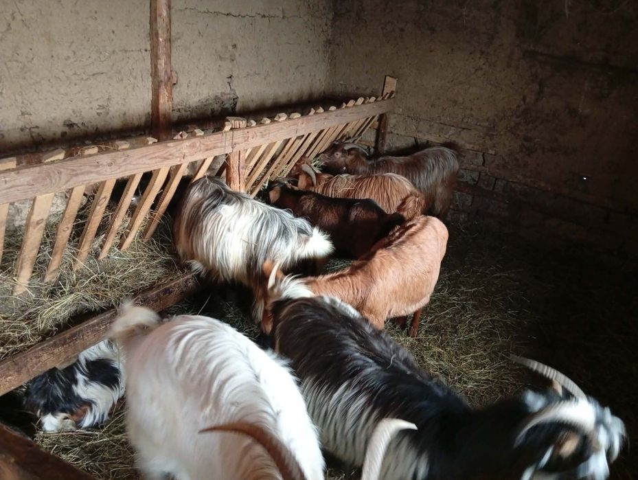 Vând capre gestante