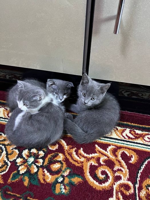 Продаются котята