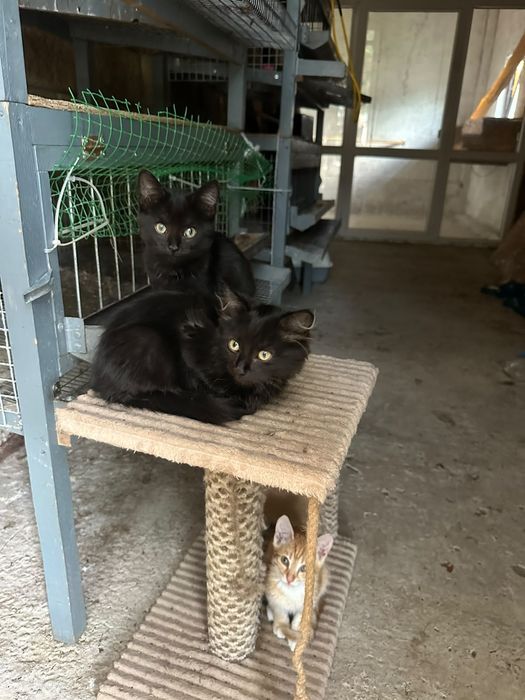 Котята в добрые руки