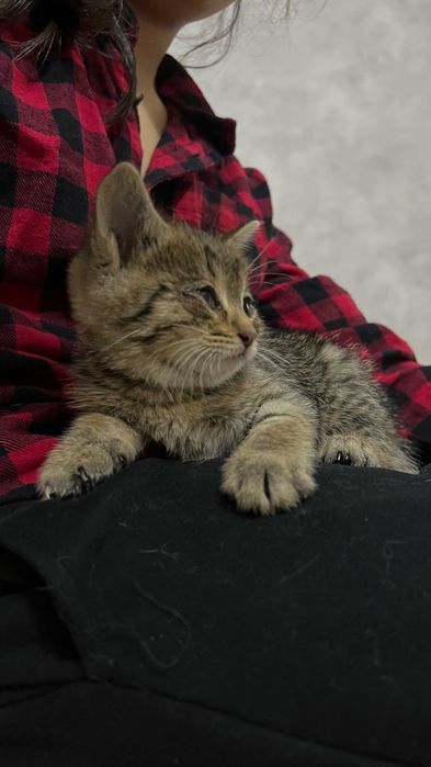 Котенок 1 месяц, отдам в добрые руки!