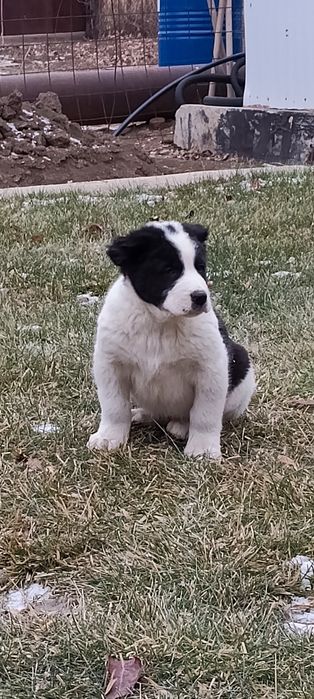 Продам щенков Алабая .