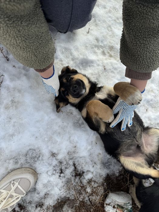 Отдаю щенят в добрые руки