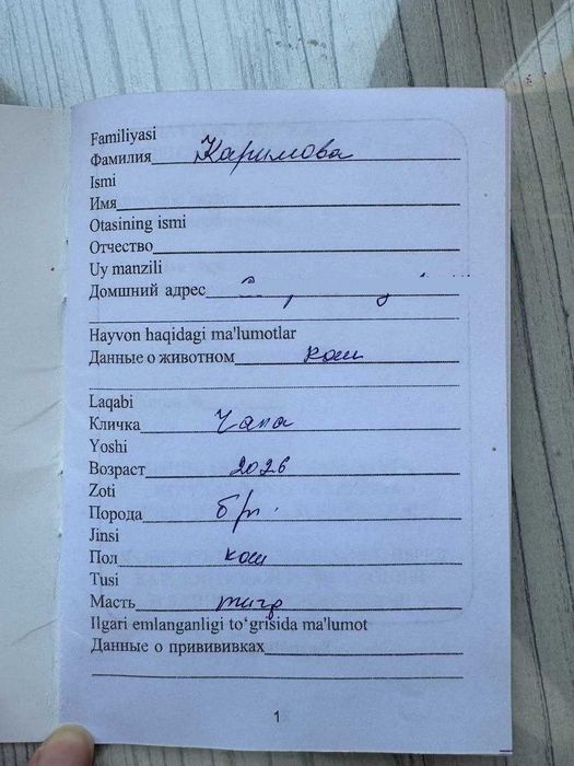 Кошечка Чапа ищет свою семью, с паспортом и прививками, бесплатно !!!