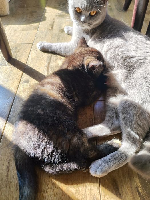 Котенца - късокосмести Британски