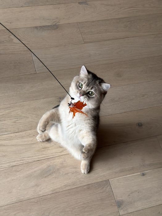 British shorthair chinchilla blue 9 luni motan