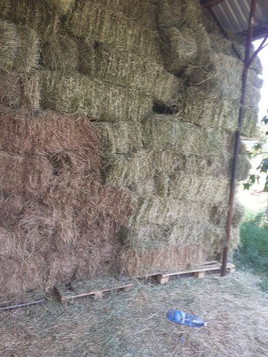 Vand baloți lucernă