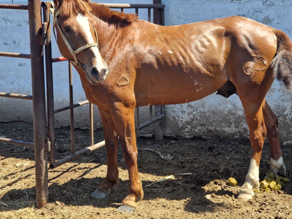 Продам лошадь молодой.