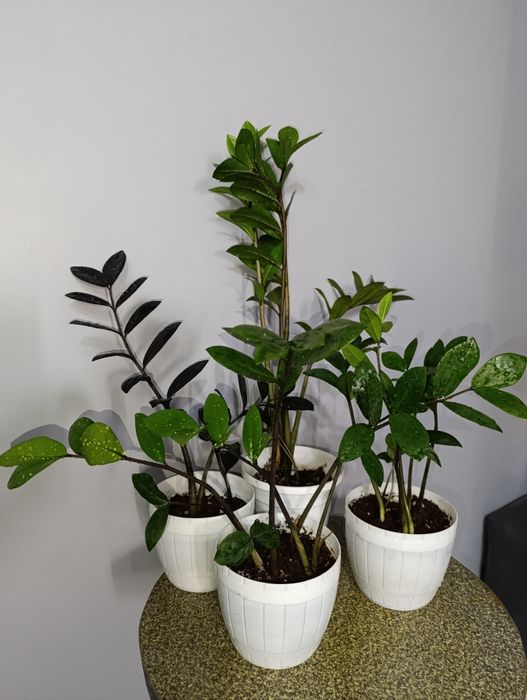 Замиокулькас зелёный и чёрный.