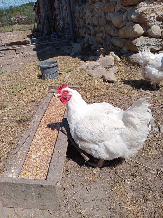 Vand gaini crescute natural,carcasa