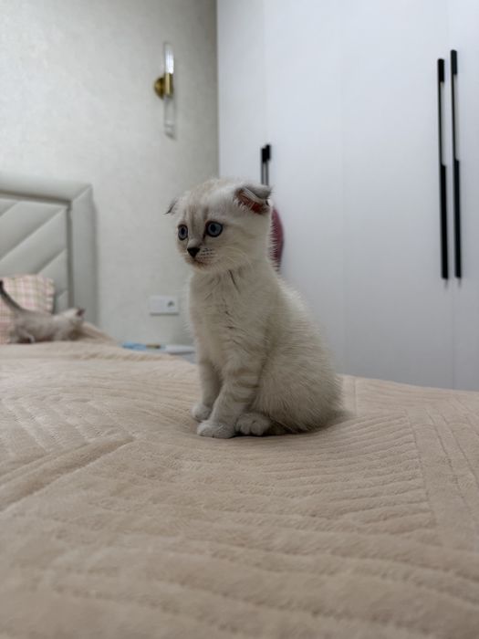 Котята Котята Котята