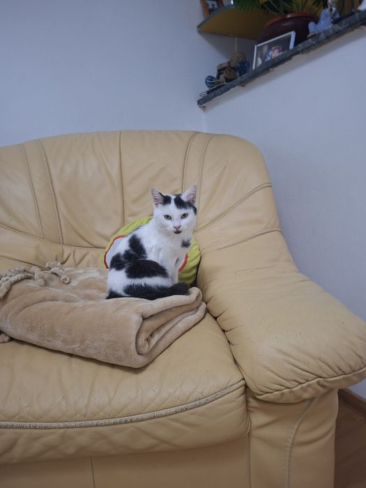 Dau spre adoptie pisicuta