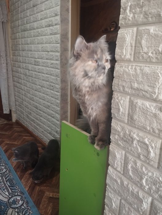 Продаётся девочка Скоттиш страйт Хайленд