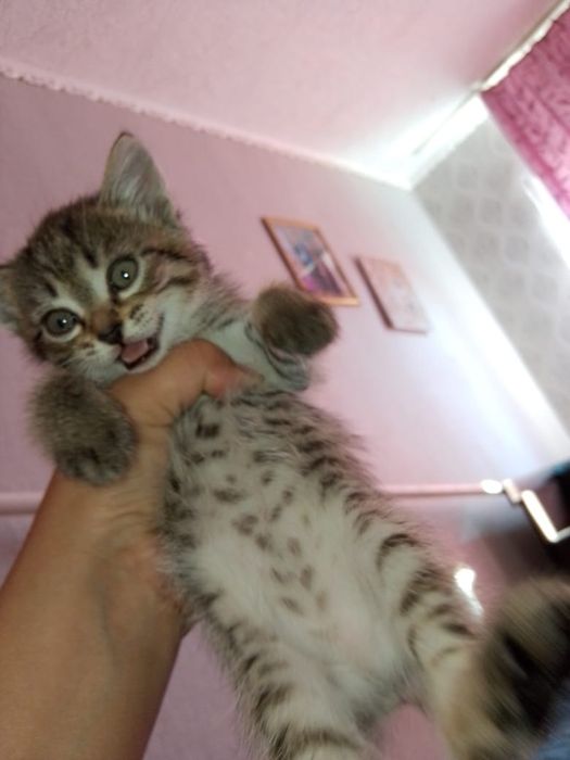 Отдам котят в добрые руки.