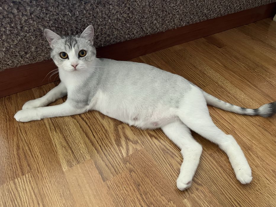 Кот и кошка бесплатно
