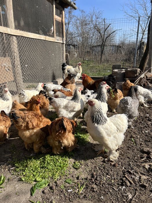 Oua Brahma pentru incubat