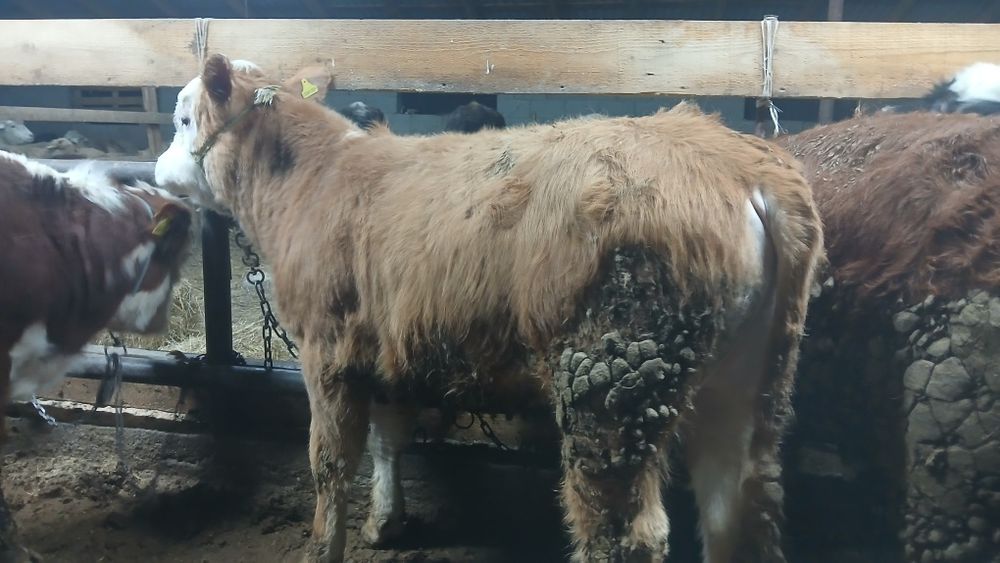 Бұқалар сатылады