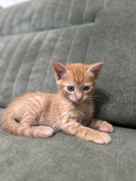 Котята в хорошие руки