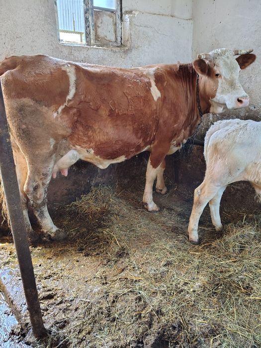 Vaca bălțată cu vitel