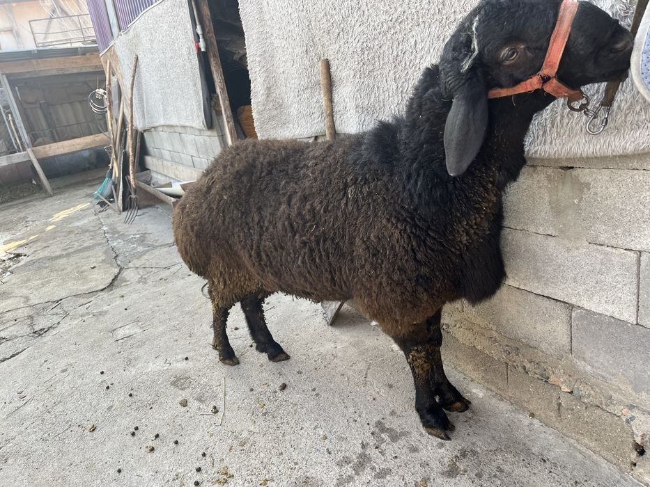 Продам.   гиссар