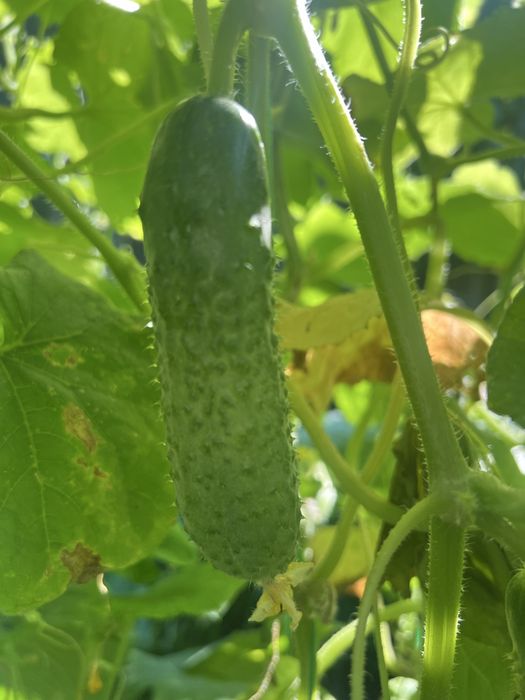Продам домащние огурцы