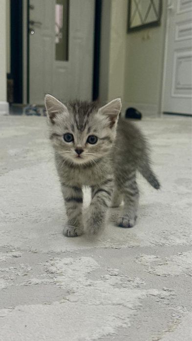 котята 1 месяц метисы