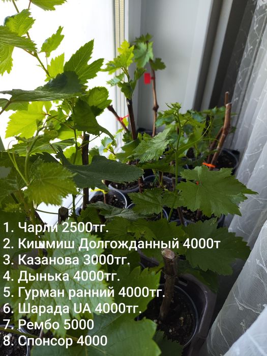Вегетирующие саженцы винограда.