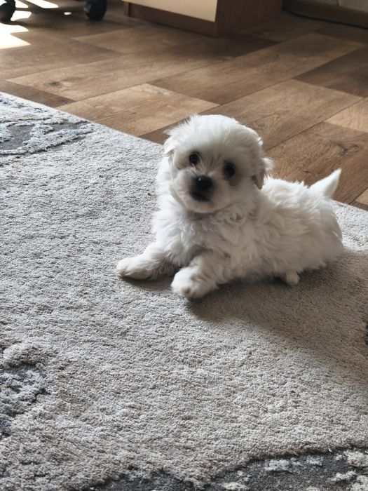 Малтийска болонка