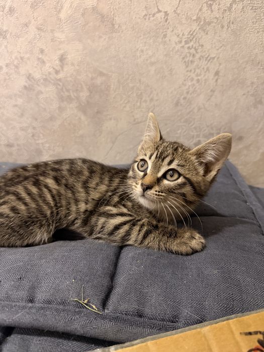 Котята девочки в ответсвенные руки