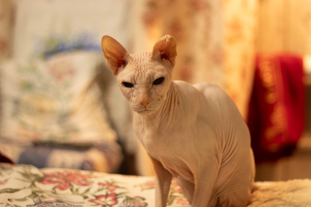 Котик сфинкс в добрые руки