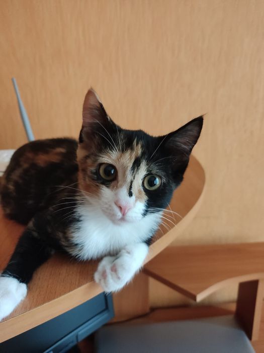 Котенок девочка  4  месяца