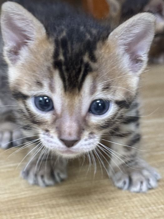 Продам бенгальских котят