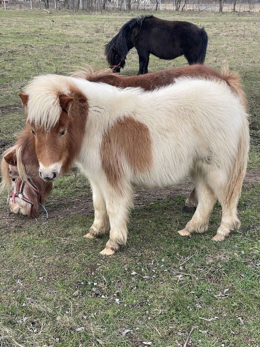 Vand armasar de ponei