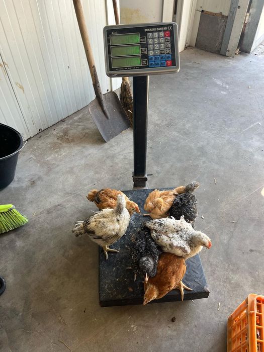 Pui alb de carne și rasa mixta