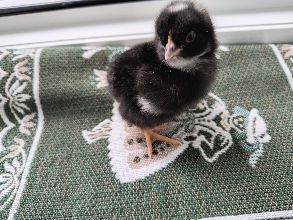 Pui rasa Plymouth rock barat de vânzare