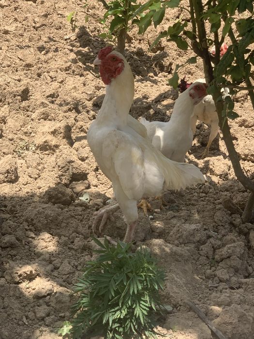 Koshamo oqlar sotiladi