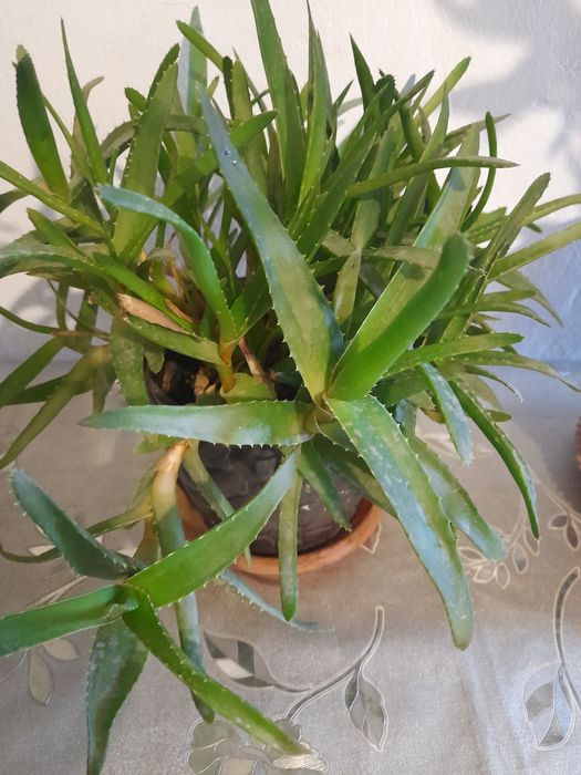 Продам домашние цветы