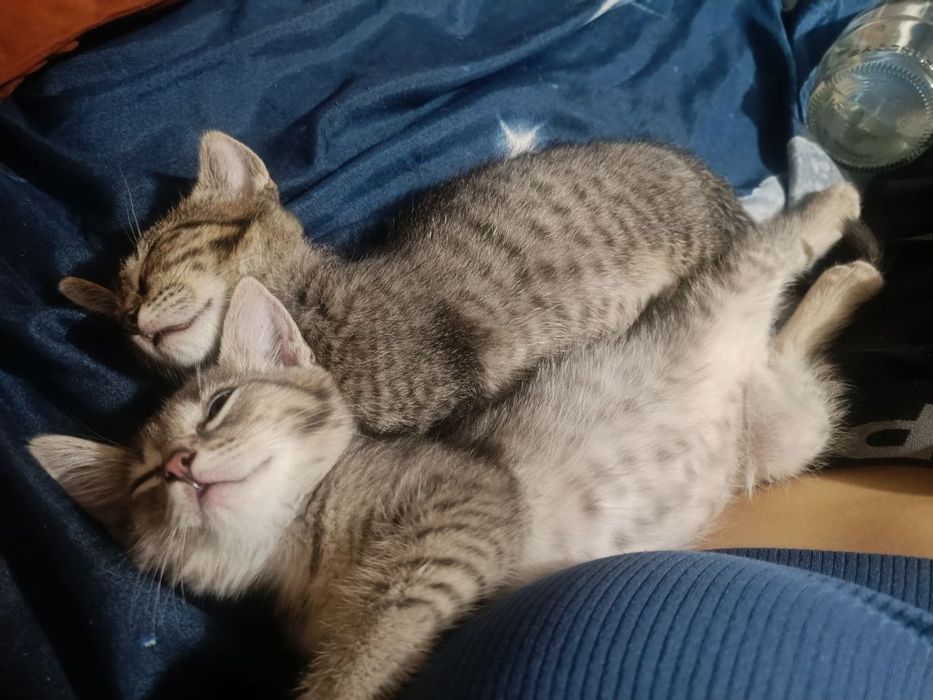 Отдам котят, бесплатно