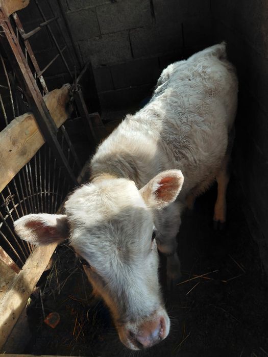 Сиыр тана бузау сатам