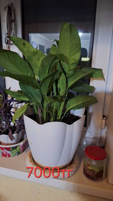 Цветы комнатные продаю домашние