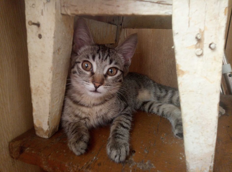 Отдам котят центровских