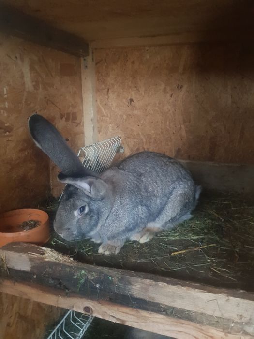 Urias german caută casa