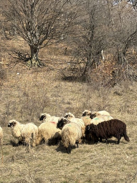 Vand 30 de oi cu lapte