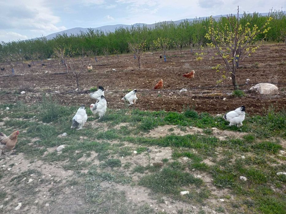 Домашни яйца от свободни  кокошки за консумация и оплодени.