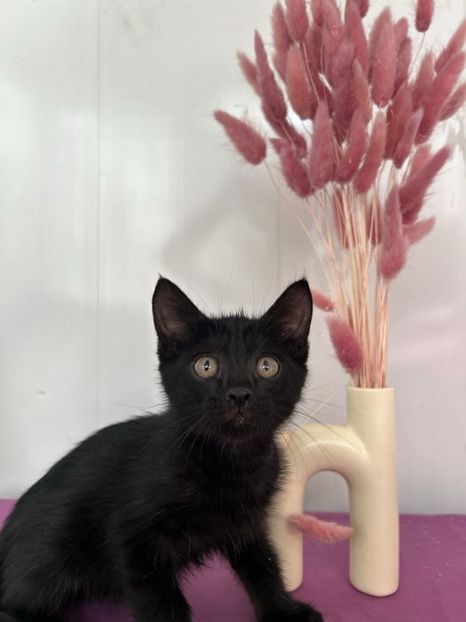 Котенок мальчик черный 1 - 2 месяца