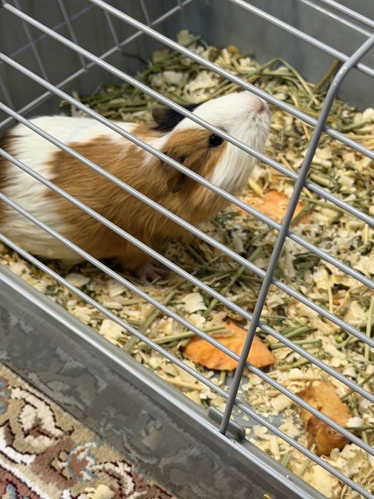 Продам морских свинок