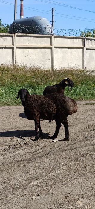 продам Гиссарского кошкара